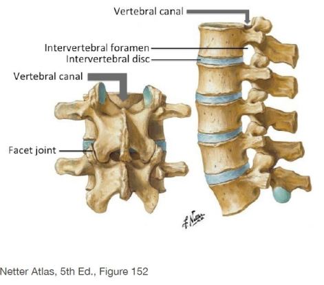 intervertebral foramin
