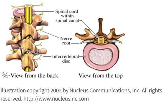 spinal cord.JPG