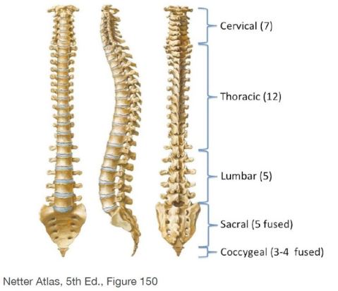 Spinal Segments.JPG